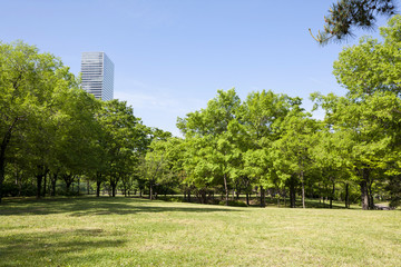 green grass field in city park
