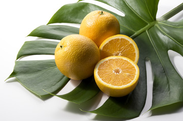 モンステラとオレンジ