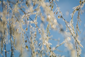 Closeup of foliage twinkles with silver and gold dew under the blue morning sky