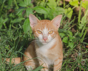 Naklejka na ściany i meble cat with big yellow eyes on the lawn