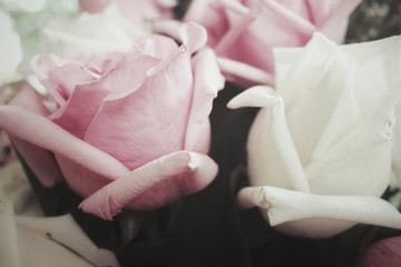 Vintage roses