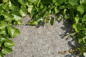 Old stone wall with ivy background. frame from ivy
