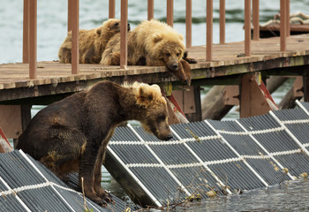 Young brown bear waiting prey on fence to account for fish. Kurile Lake.