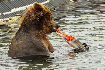 Obraz premium Brown bear eating a salmon caught in Kurile Lake.