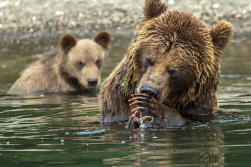 Fototapeta na wymiar Brown bear does not want to share caught salmon with her cubs. Kurile Lake.