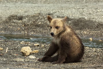 Fototapeta premium Brown bear cubs on the shore of Kurile Lake.
