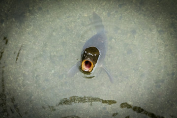 Carp fish mouth breathing above water