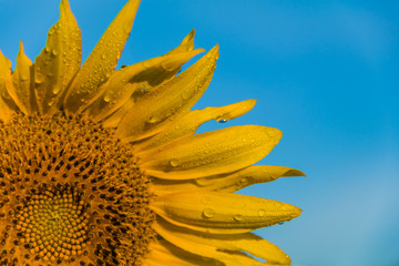 Closeup of sunflower in early morning dew