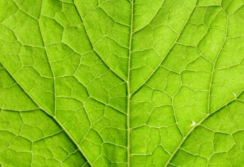 beautiful leaf texture background-closeup