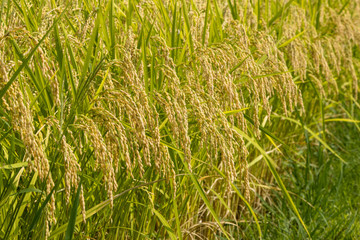 黄金色に色づいた収穫前の稲穂