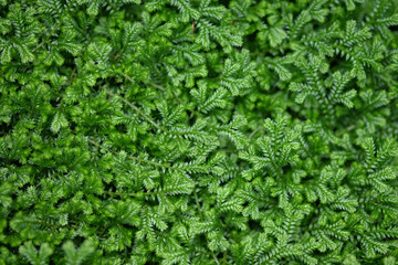 nature background ,green leaves, light and shadow of fern