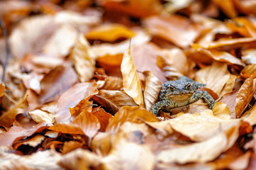 Frog in leaves