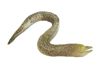 Moray eel fish isolated on white background