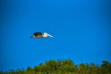 Spot-billed Pelican were flying