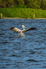 Spot-billed Pelicans are swimming in the pond.