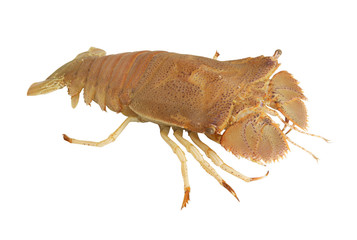 Flathead lobster isolated on white background