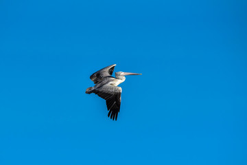 Spot-billed Pelican were flying