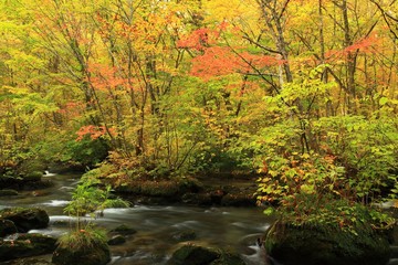 奥入瀬渓流の紅葉