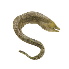 Moray eel fish isolated on white background - obrazy, fototapety, plakaty