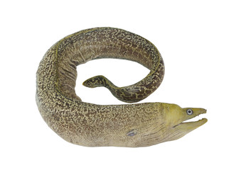Moray eel fish isolated on white background