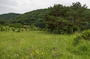 Panorama of glade and  green  forest, Vitosha mountain, Bulgaria 