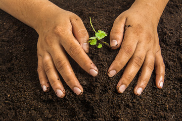 Small tree with Hands and soil  , soil background