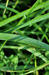 fresh green grass with water drops