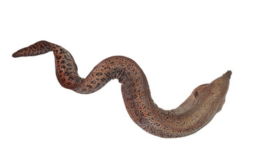 Moray eel fish isolated on white background