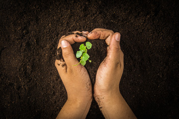Small tree with Hands and soil  , soil background