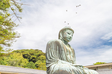 Tha Great Buddha in Kamakura. Pigeons will fly away from the Great Buddha.