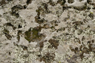 Sedimentary stone overgrown  with mossy and lichen  in Vitosha mountain, Bulgaria