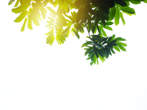 Green leaves at sunset isolated