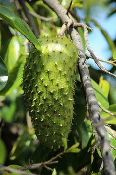 corossolier