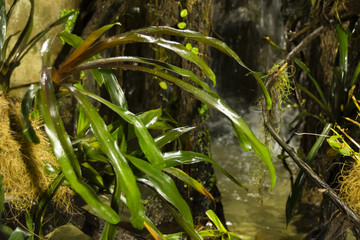 Green leaves of jungle waterfall. - obrazy, fototapety, plakaty