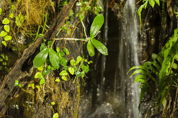 Green leaves of jungle waterfall.