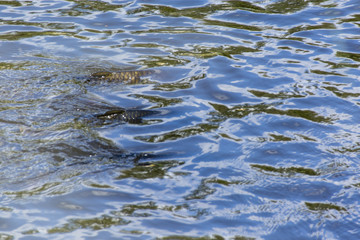 Carp floating at the surface.