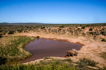 Elephants Drinking at Waterhole in Addo Elephant National Park, South Africa