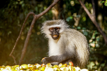 Fototapeta premium Monkey in Sanctuary, South Africa
