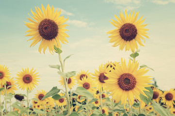 Obraz premium Sunflowers in the field