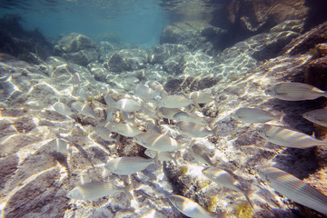 Naklejka na ściany i meble In fondo al mare blu: pesci rocce e acqua cristallina