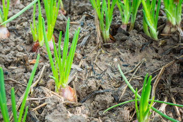 Spring onion are growing on farm. closeup.