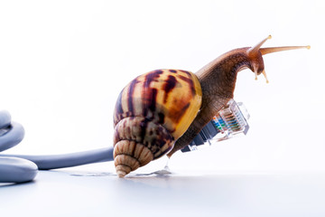 Snail with rj45 connector symbolic photo for slow internet conne - obrazy, fototapety, plakaty