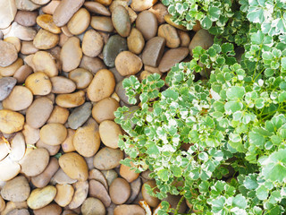 Green leaves with white edge plant (Polyscias)