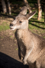 Naklejka na ściany i meble Australian wallaby, wildlife animal