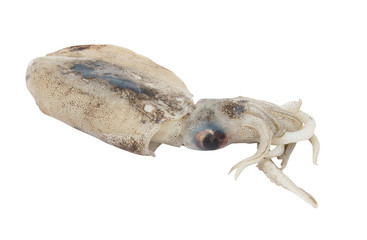 Fresh squid isolated on white background