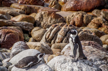 Penguine in Betty's Bay, South Africa