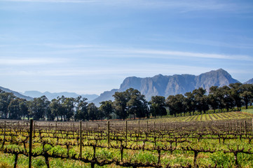 Fototapeta na wymiar Winelands Stellenbosch Cape Town, South Africa