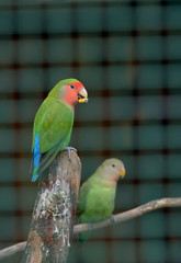 Cotorra parrot green