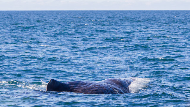Large Sperm Whale near Iceland