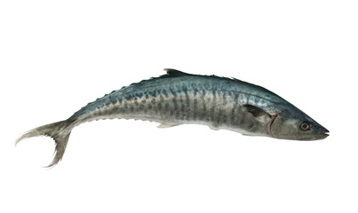Fresh king mackerel fish isolated on white background